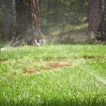 Орошение газона с помощью системы полива
